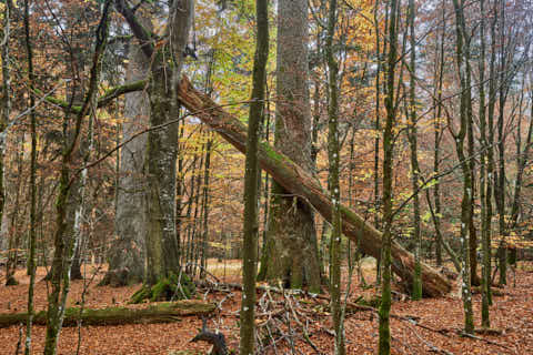 Gemeinde Bayerisch_Eisenstein Landkreis Regen Hans-Watzlik-Hain Baumriesen (Dirschl Johann) Deutschland REG